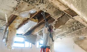 Why You Should Choose Our Mold Remediation Services in Preston, IA